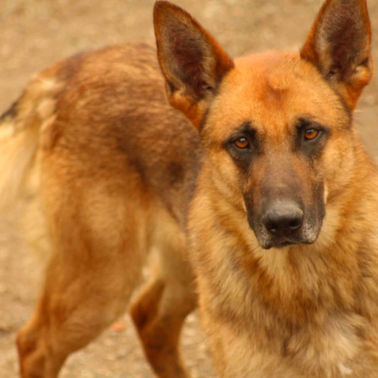 Tyson participe au concours pour gagner de l'argent avec cette photo : alert, animal, black, brown, canine, dog, ears, eyes, four_legs, fur, german_shepherd, looking, mammal, nature, nose, outdoor, pet, portrait, standing, tail