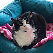 Lucy is registered to the contest to win money with this photo: animal, bed, blanket, cat, closeup, cozy, cushion, cute, feline, fur, heart_pattern, indoor, pet, pink, portrait, relaxed, resting, teal, tuxedo_cat, whiskers
