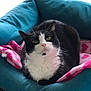 cat, tuxedo_cat, pet, animal, feline, indoor, resting, cozy, blanket, heart_pattern, bed, cushion, pink, teal, whiskers, fur, portrait, closeup, relaxed, cute