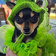 Lilly joined the competition — help win amazing prizes! animal, celebration, chihuahua, costume, cute, dog, ears, expression, face, green, hand, hat, indoors, knitted, pet, portrait, shamrock, small_dog, st_patricks_day, tulle