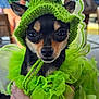 animal, celebration, chihuahua, costume, cute, dog, ears, expression, face, green, hand, hat, indoors, knitted, pet, portrait, shamrock, small_dog, st_patricks_day, tulle
