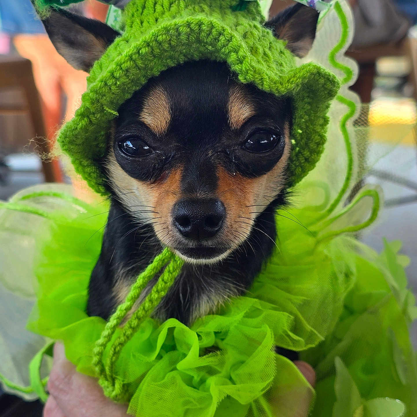 Lilly joined the competition — help win amazing prizes! animal, celebration, chihuahua, costume, cute, dog, ears, expression, face, green, hand, hat, indoors, knitted, pet, portrait, shamrock, small_dog, st_patricks_day, tulle