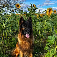 Nuts participe au concours pour gagner de l'argent avec cette photo : dog, german_shepherd, sunflower, flower_field, grass, greenery, outdoor, nature, sky, clouds, tree, animal, pet, tongue_out, happy, sitting, sunlight, summer, canine, plant