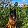 dog, german_shepherd, sunflower, flower_field, grass, greenery, outdoor, nature, sky, clouds, tree, animal, pet, tongue_out, happy, sitting, sunlight, summer, canine, plant