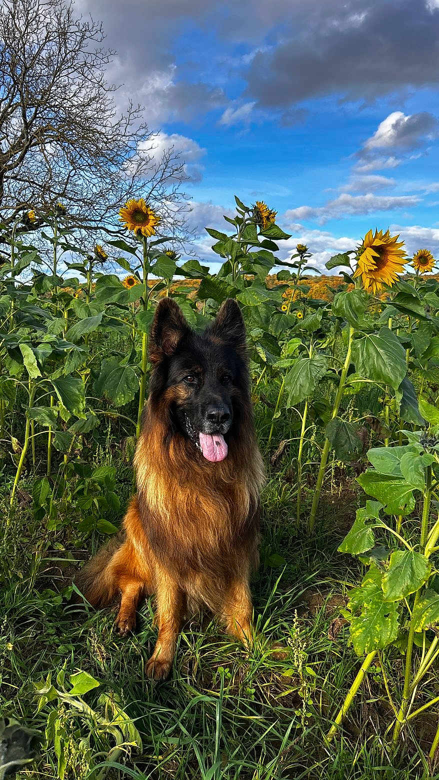 Nuts participe au concours pour gagner de l'argent avec cette photo : dog, german_shepherd, sunflower, flower_field, grass, greenery, outdoor, nature, sky, clouds, tree, animal, pet, tongue_out, happy, sitting, sunlight, summer, canine, plant