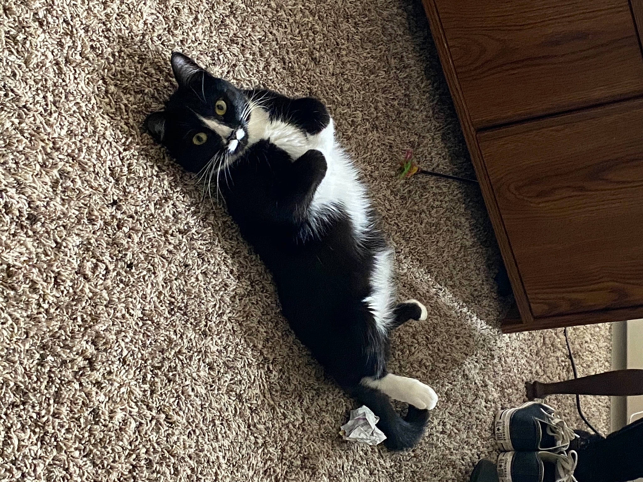 Storm is registered to the contest to win money with this photo: black, black_and_white, black_cat, carnivore, cat, domestic_short_haired_cat, european_shorthair, felidae, floor, flooring, fur, kitten, leg, paw, polydactyl_cat, sand, small_to_medium_sized_cats, snout, tail, whiskers