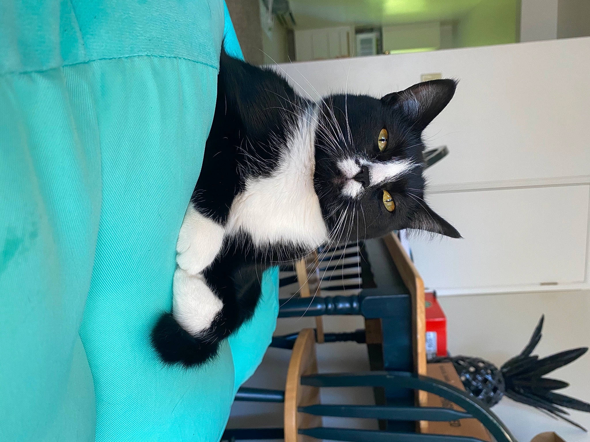 Storm is registered to the contest to win money with this photo: black_cat, carnivore, cat, domestic_short_haired_cat, felidae, fur, japanese_bobtail, kitten, polydactyl_cat, small_to_medium_sized_cats, tail, whiskers