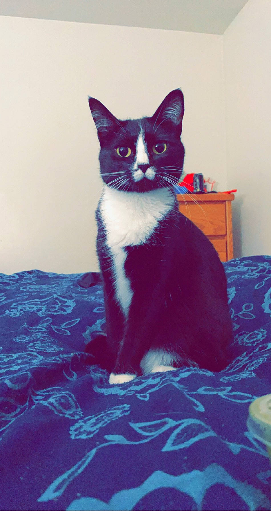 Storm joined the competition — help win amazing prizes! black_cat, carnivore, cat, domestic_short_haired_cat, felidae, kitten, mammal, small_to_medium_sized_cats, tail, whiskers