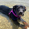 dog, water, shallow_water, black_dog, blue_eye, purple_harness, outdoor, rocks, dripping_water, pet, canine, nature, summer, playful, animal, closeup, portrait, wet_fur, daylight, relaxing