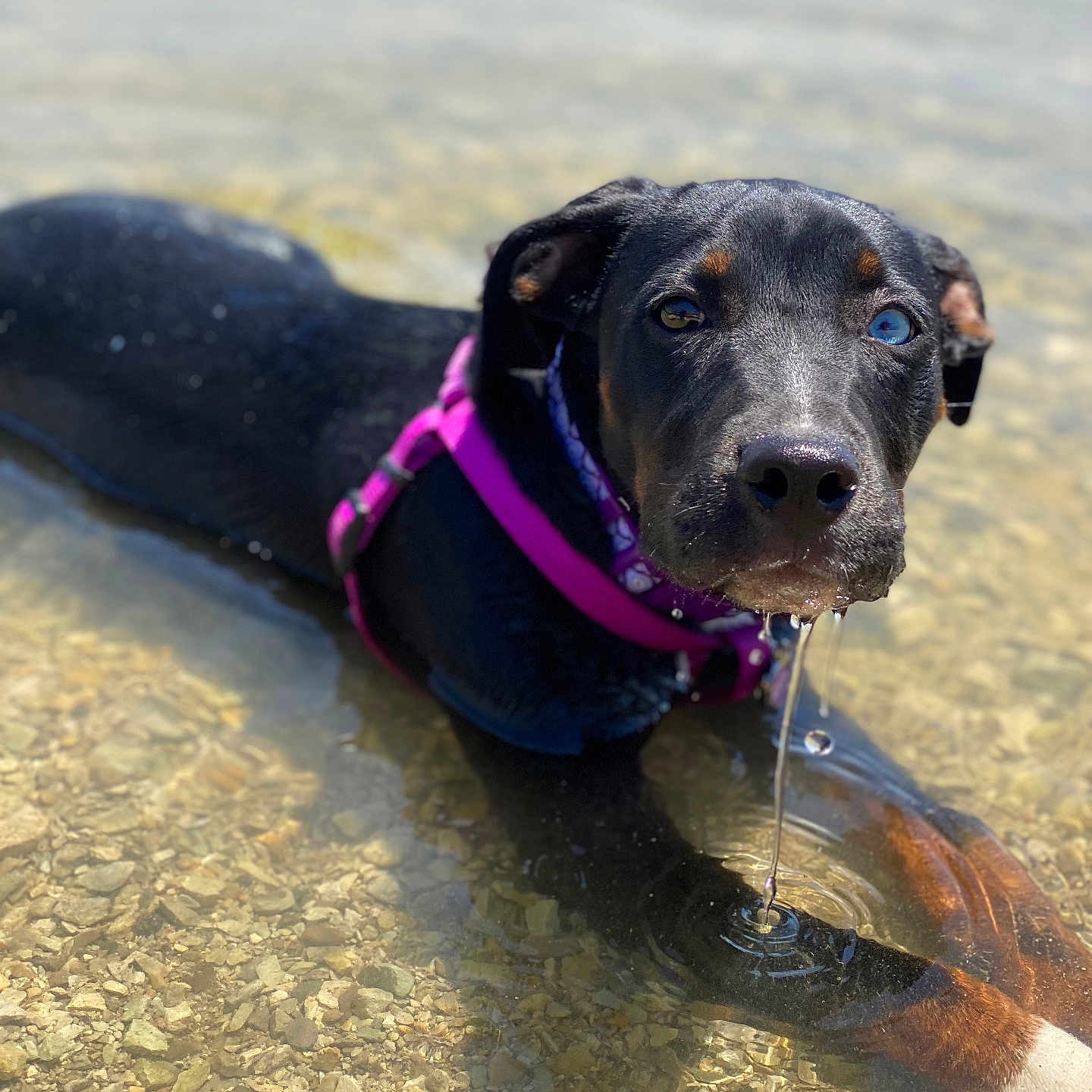 Kona