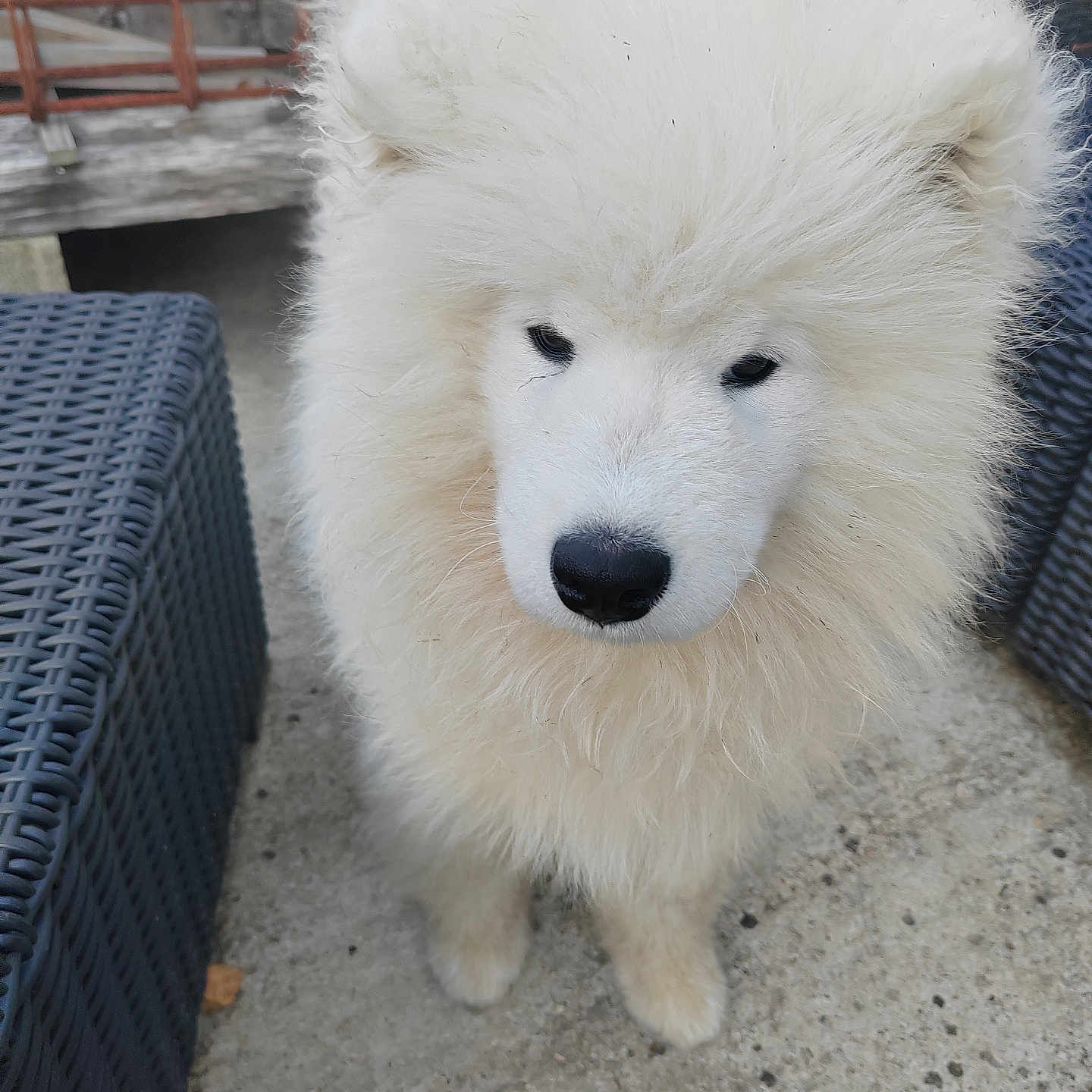 Boo participe au concours pour gagner de l'argent avec cette photo : dog, puppy, white_fur, fluffy, long_hair, portrait, close_up, pet, canine, animal, outdoor, patio, concrete, wicker_furniture, chair, black_nose, dark_eyes, standing, cute, photography