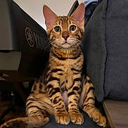 Leo is registered to the contest to win money with this photo: animal, bengal_cat, cat, closeup, couch, cozy, curious, domestic_cat, ears, furniture, home, indoor, kitten, mammal, orange, pet, sitting, striped, whiskers, young