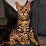 animal, bengal_cat, cat, closeup, couch, cozy, curious, domestic_cat, ears, furniture, home, indoor, kitten, mammal, orange, pet, sitting, striped, whiskers, young