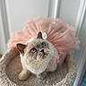 cat, blue_eyes, tutu, pink, fluffy, pet, cute, animal, indoor, cozy, perch, soft_focus, whimsical, adorable, feline, portrait, curious, sitting, domestic_cat, close_up