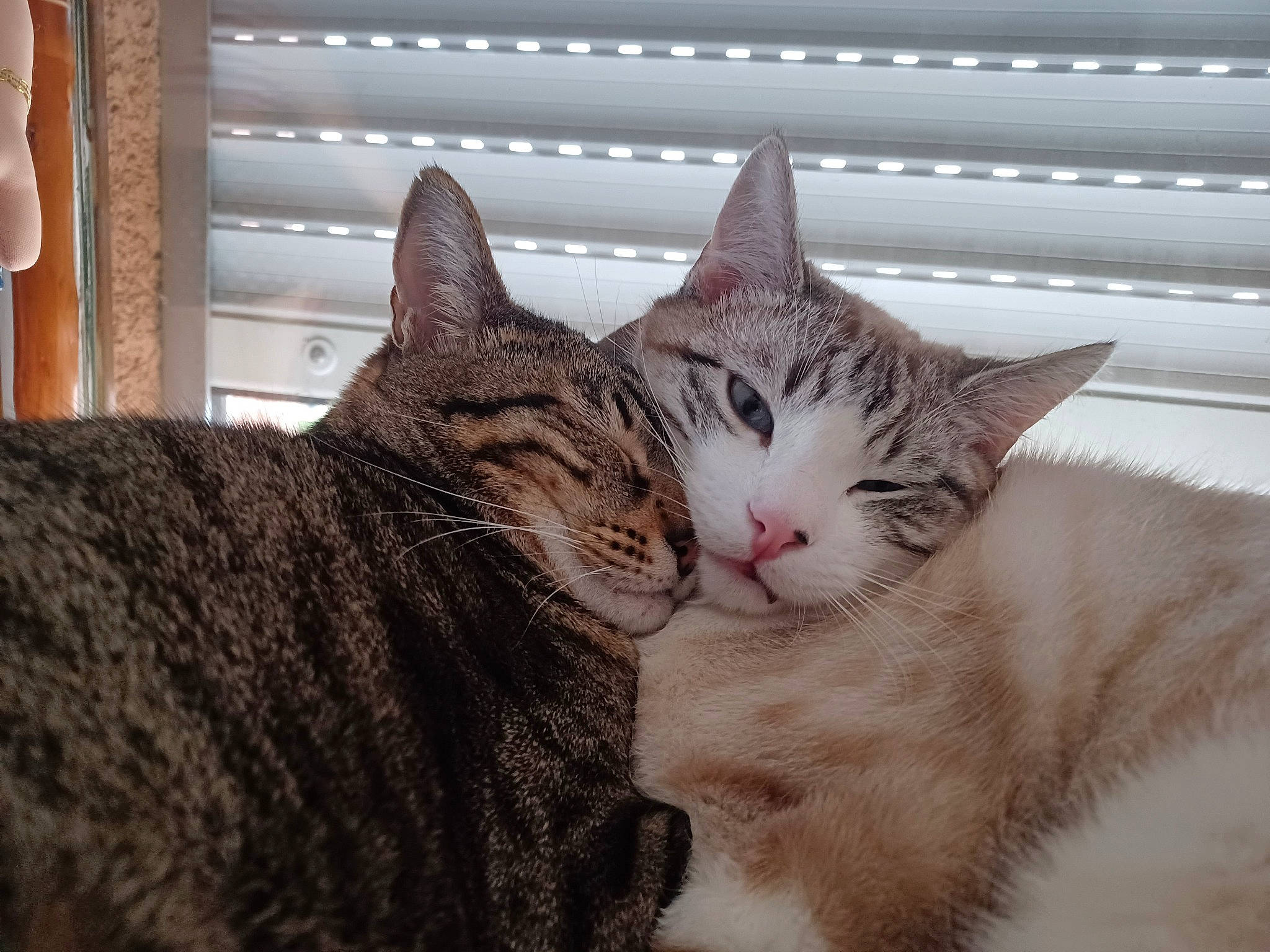 Tigrou a rejoint le concours — aidez-le/la à gagner de superbes lots ! carnivore, cat, cat_furniture, cat_supply, claw, comfort, domestic_short_haired_cat, felidae, fur, paw, plant, small_to_medium_sized_cats, snout, tail, terrestrial_animal, tree, whiskers, window