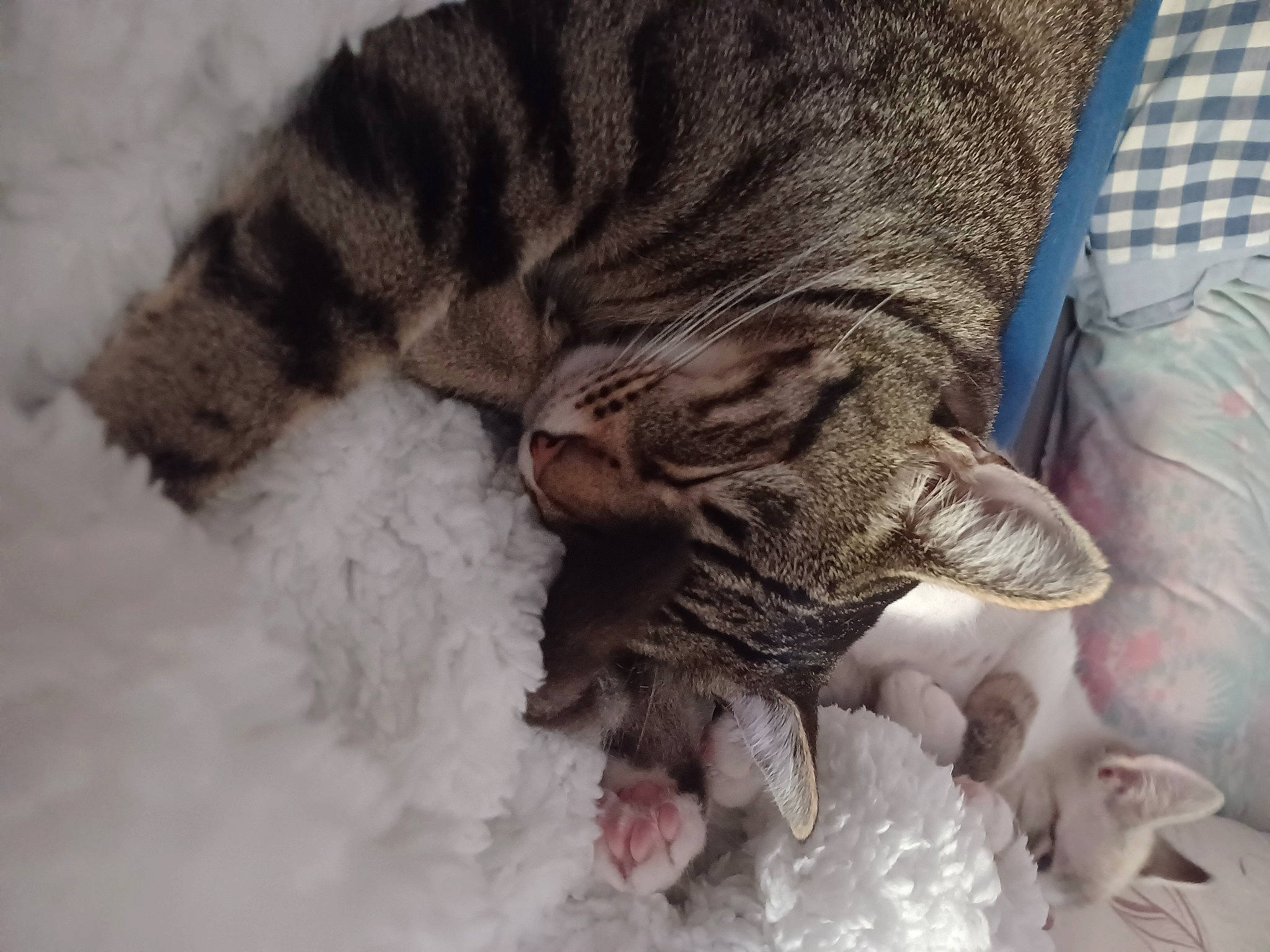 Tigrou a rejoint le concours — aidez-le/la à gagner de superbes lots ! carnivore, cat, claw, comfort, dog_breed, domestic_short_haired_cat, eye, fawn, felidae, foot, fur, gesture, human_leg, paw, small_to_medium_sized_cats, snout, sporting_group, tail, terrestrial_animal, whiskers