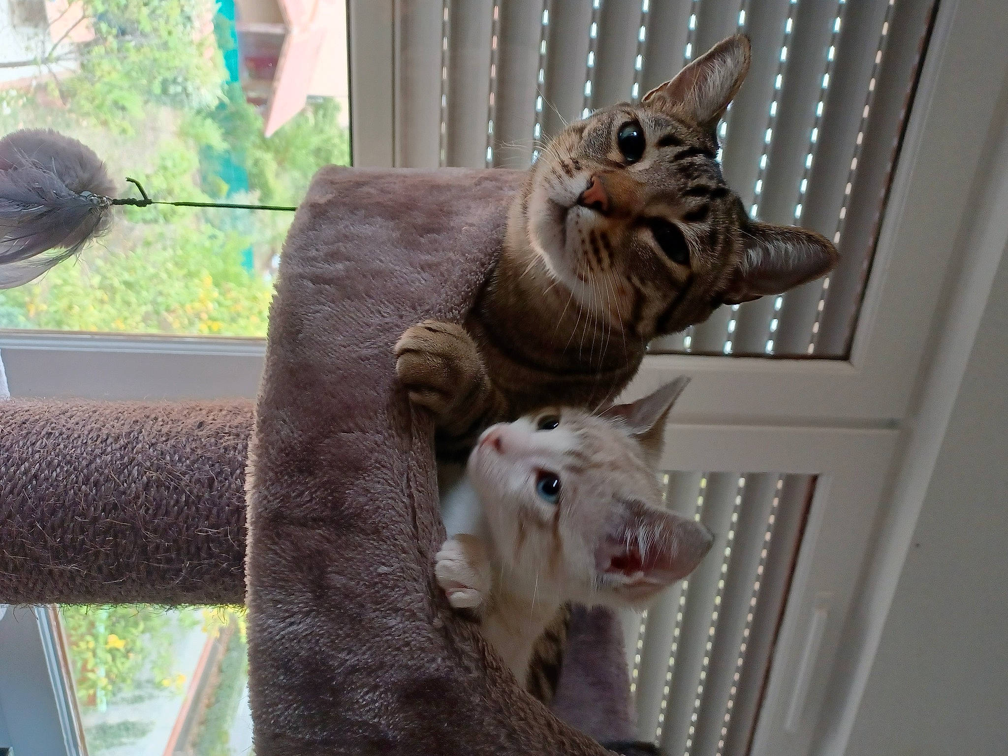 Tigrou a rejoint le concours — aidez-le/la à gagner de superbes lots ! animal_shelter, carnivore, cat, domestic_short_haired_cat, fawn, felidae, fur, metal, pet_supply, small_to_medium_sized_cats, snout, tail, terrestrial_animal, tree, twig, whiskers, window, wood