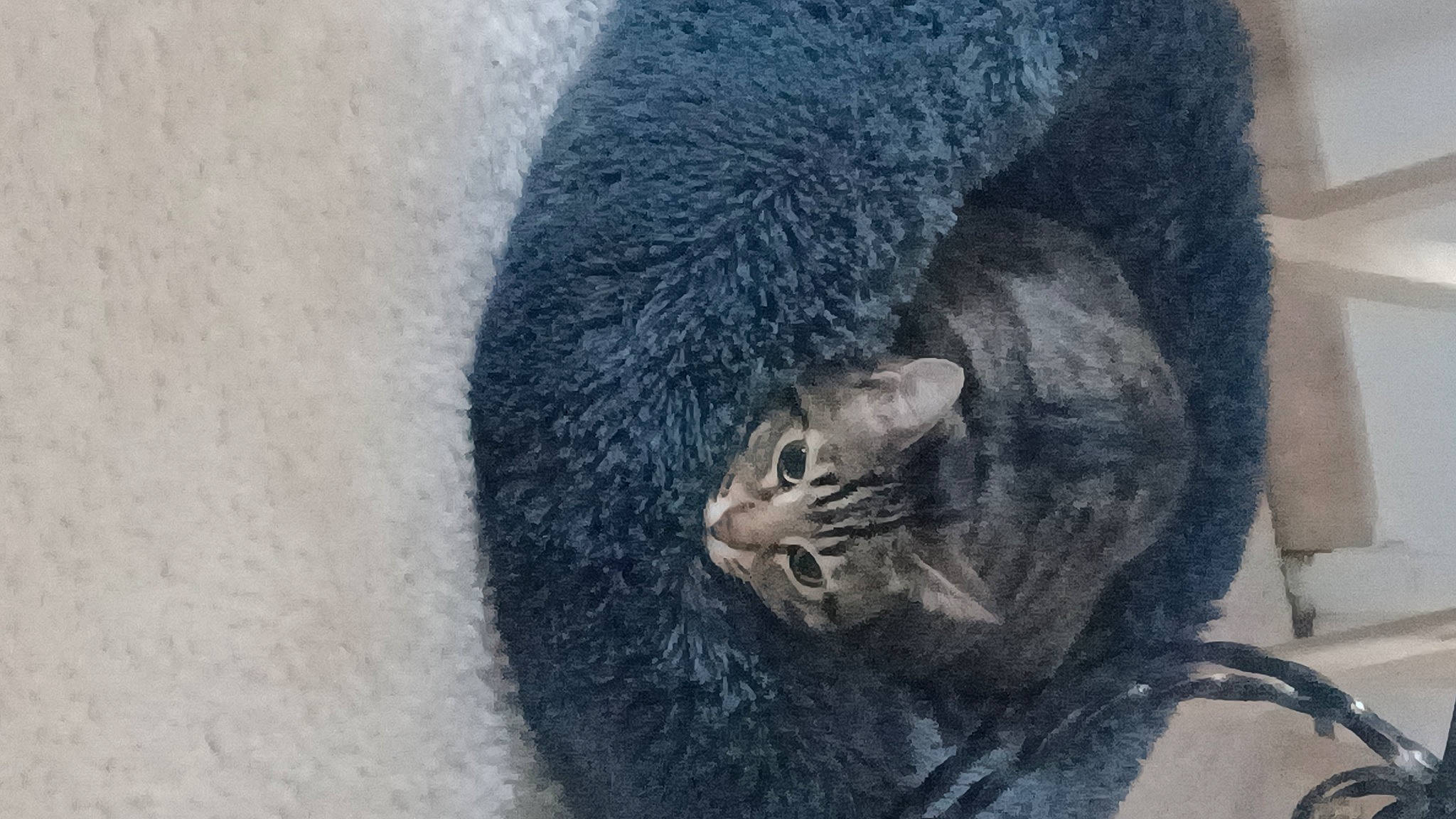 Tigrou participe au concours pour gagner de l'argent avec cette photo : automotive_tire, carnivore, cat, domestic_short_haired_cat, door, felidae, freezing, fur, grey, plant, small_to_medium_sized_cats, snout, snow, tail, terrestrial_animal, tree, whiskers, wildlife, window, winter