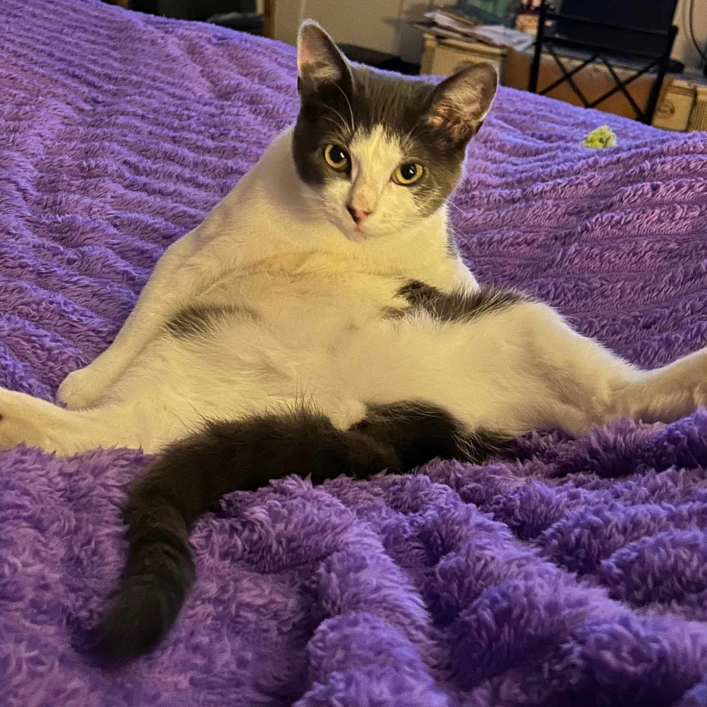 Rascal