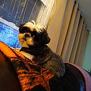 Cooper joined the competition — help win amazing prizes! animal, black_and_white, blanket, collar, companion, couch, cozy, curtains, dog, domestic, fur, furniture, home, indoor, leash, looking, pet, portrait, relaxed, window