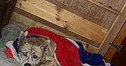 Opiee is registered to the contest to win money with this photo: dog, blanket, bed, indoor, wooden_shelf, resting, pet, fur, ears, face, calm, looking, cozy, home, room, sleepy, fabric, comfort, animal, domestic