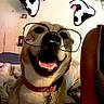Opiee joined the competition — help win amazing prizes! dog, pet, indoor, smiling, happy, collar, canine, drawing, filter, glasses, ears, person, arm, curly_hair, wall, framed_picture, bed, blanket, light, shadow