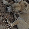 animal, brown, canine, closeup, curled_up, daytime, dog, earth_tone, fur, ground, heart_drawings, leaves, nature, outdoor, paw, peaceful, quiet, relaxation, resting, sleeping