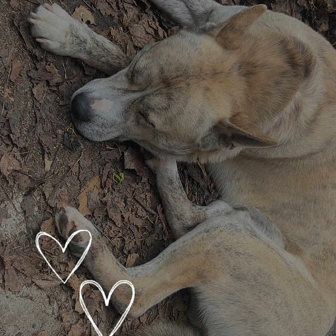 Opiee is registered to the contest to win money with this photo: animal, brown, canine, closeup, curled_up, daytime, dog, earth_tone, fur, ground, heart_drawings, leaves, nature, outdoor, paw, peaceful, quiet, relaxation, resting, sleeping