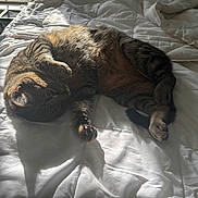 Minino joined the competition — help win amazing prizes! animal, bed, cat, comforter, cozy, domestic_animal, feline, fur, indoor, paw, pet, relaxation, resting, sleeping, soft, striped, sunlight, tabby_cat, warm, whiskers