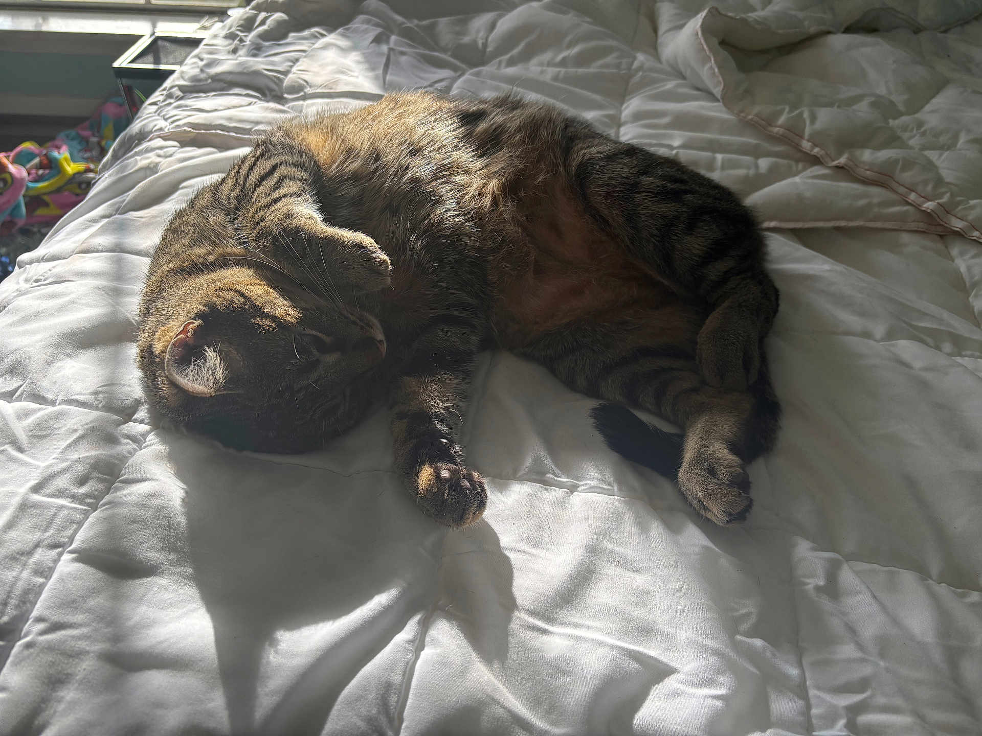 Minino joined the competition — help win amazing prizes! animal, bed, cat, comforter, cozy, domestic_animal, feline, fur, indoor, paw, pet, relaxation, resting, sleeping, soft, striped, sunlight, tabby_cat, warm, whiskers