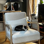 Cali a rejoint le concours — aidez-le/la à gagner de superbes lots ! black_and_white_cat, cat, chair, cozy, curtain, cushion, decor, furniture, home, indoor, lamp, living_room, mirror, plant, potted_plant, relaxing, sunlight, television, window, wooden_floor