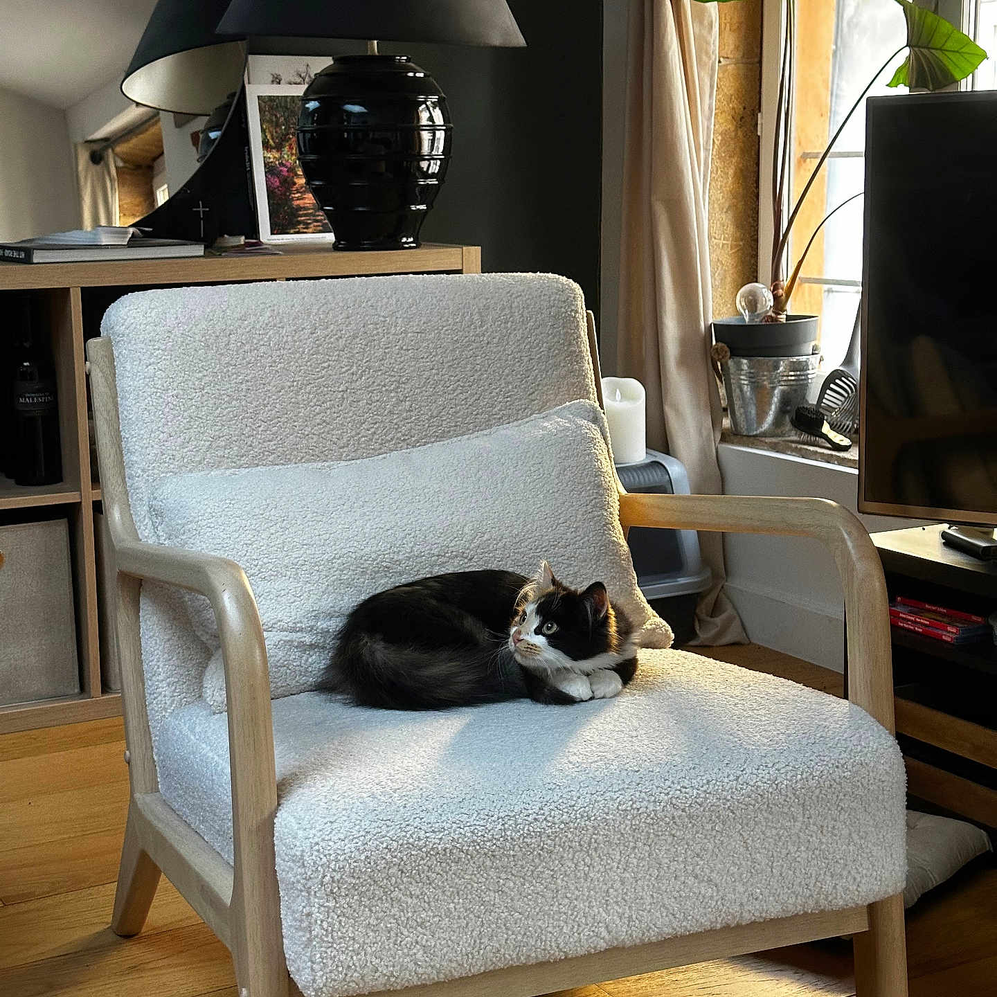 Cali a rejoint le concours — aidez-le/la à gagner de superbes lots ! black_and_white_cat, cat, chair, cozy, curtain, cushion, decor, furniture, home, indoor, lamp, living_room, mirror, plant, potted_plant, relaxing, sunlight, television, window, wooden_floor