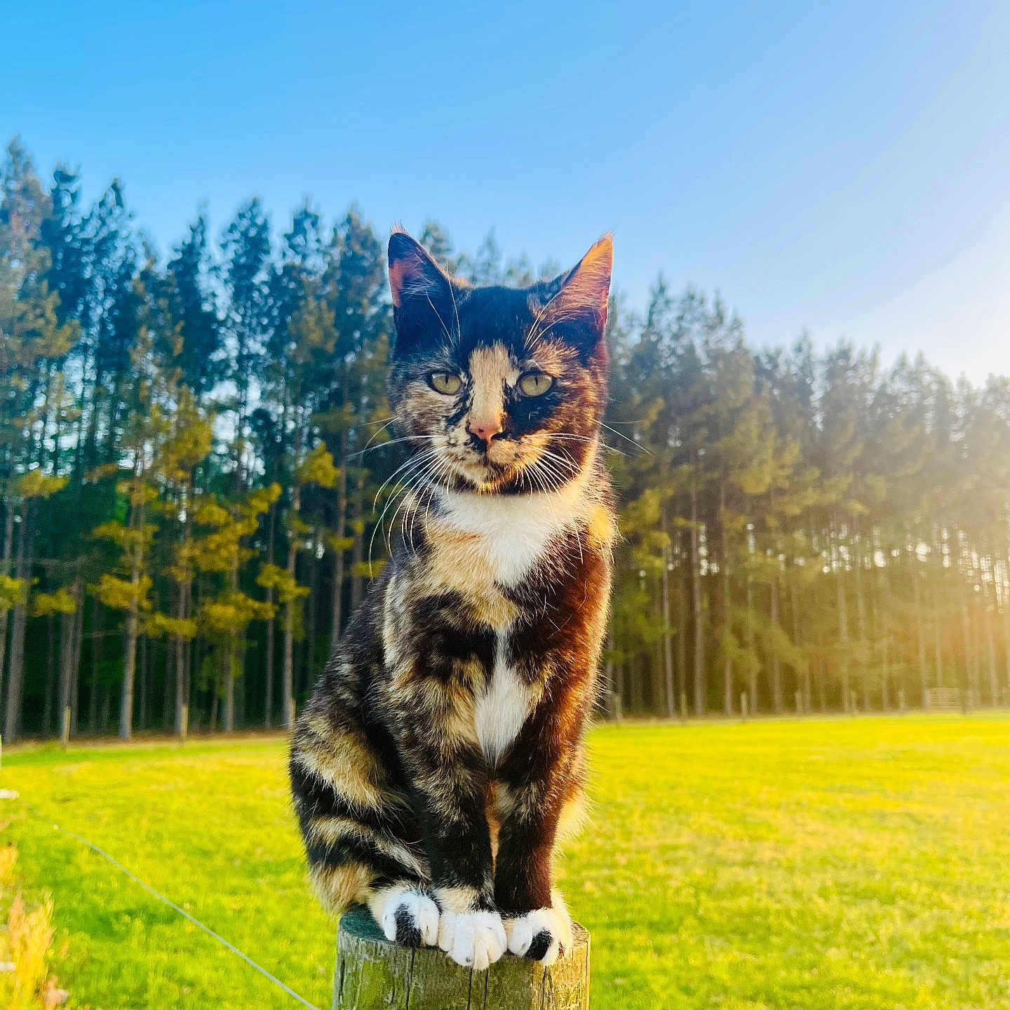 Hootie Mae joined the competition — help win amazing prizes! animal, blue_sky, cat, daylight, field, fur, grass, mammal, nature, outdoor, pets, pine_trees, portrait, sitting, sunlight, tortoiseshell, trees, whiskers, wildlife, wooden_post