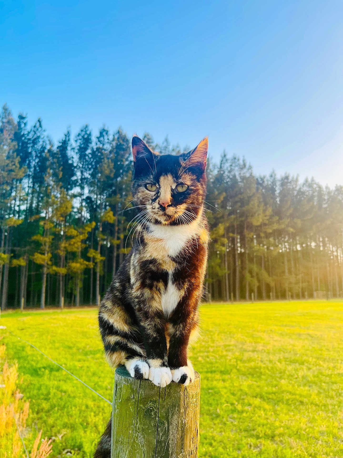 Hootie Mae joined the competition — help win amazing prizes! animal, blue_sky, cat, daylight, field, fur, grass, mammal, nature, outdoor, pets, pine_trees, portrait, sitting, sunlight, tortoiseshell, trees, whiskers, wildlife, wooden_post