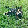 alert, animal, calm, cat, closeup, daylight, eyes, feline, fur, grass, greenery, laying_down, mammal, nature, outdoor, pet, relaxing, tortoiseshell_cat, whiskers, wildlife
