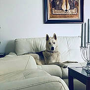 Leo is registered to the contest to win money with this photo: animal, artwork, blue_eyes, candle_holder, canine, couch, decor, dog, furniture, home, husky, indoor, living_room, modern, pet, portrait, relaxed, table, wall, white_leather