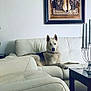 animal, artwork, blue_eyes, candle_holder, canine, couch, decor, dog, furniture, home, husky, indoor, living_room, modern, pet, portrait, relaxed, table, wall, white_leather