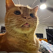 Leelu joined the competition — help win amazing prizes! cat, ginger_cat, close_up, whiskers, tongue_out, indoor, bedroom, clothing, ceiling_light, furniture, curious, pet, feline, animal, domestic, soft_light, bedspread, room, cozy, portrait