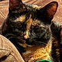 Ivy joined the competition — help win amazing prizes! cat, tortoiseshell_cat, close_up, pet, feline, fur, whiskers, ears, eyes, indoor, couch, blanket, cozy, resting, animal, mammal, portrait, brown, green, blue