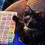 Ivy is registered to the contest to win money with this photo: cat, tortoiseshell_cat, paw, couch, bead_organizer, craft_supplies, notebook, blue, plastic_box, closeup, indoor, pet, feline, relaxed, whiskers, soft_furniture, colorful_beads, curious, domestic_animal, resting