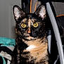Ivy is registered to the contest to win money with this photo: animal, background, cat, close_up, curious, domestic, ears, feline, focused, fur, household, indoor, looking, mammal, pet, portrait, sitting, tortoiseshell, whiskers, yellow_eyes