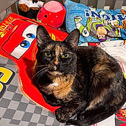 Ivy is registered to the contest to win money with this photo: cat, tortoiseshell_cat, bed, bedding, pillow, plush_toy, teddy_bear, stuffed_animal, cartoon, cars, toy_story, indoor, feline, animal, cute, resting, colorful, soft_toys, decor, cozy
