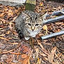 kitten, cat, tabby, animal, outdoor, leaves, autumn, nature, curious, young, pet, feline, ground, wood, metal, ladder, brown, white_paws, closeup, sitting