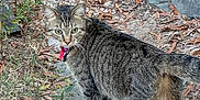 Tiger joined the competition — help win amazing prizes! cat, tabby, white_paws, collar, red_collar, outdoor, rocks, dry_leaves, concrete_slab, curious, animal, pet, nature, ground, fur, whiskers, green_eyes, tail, walking, backyard