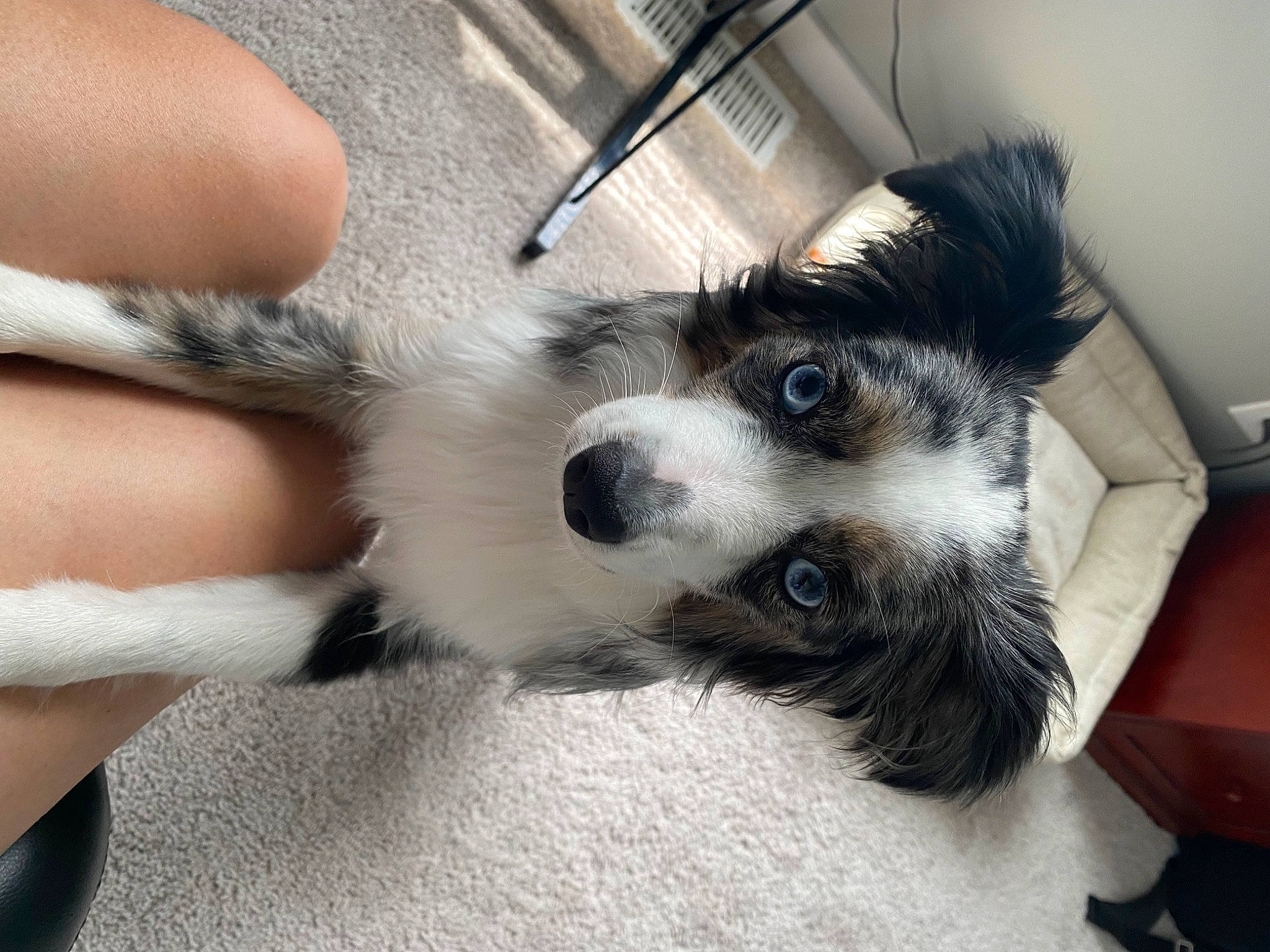 Winsloh is registered to the contest to win money with this photo: canidae, carnivore, comfort, companion_dog, dog, dog_breed, felidae, foot, fur, human_leg, leg, nail, paw, puppy, sitting, small_to_medium_sized_cats, snout, sporting_group, whiskers, working_animal