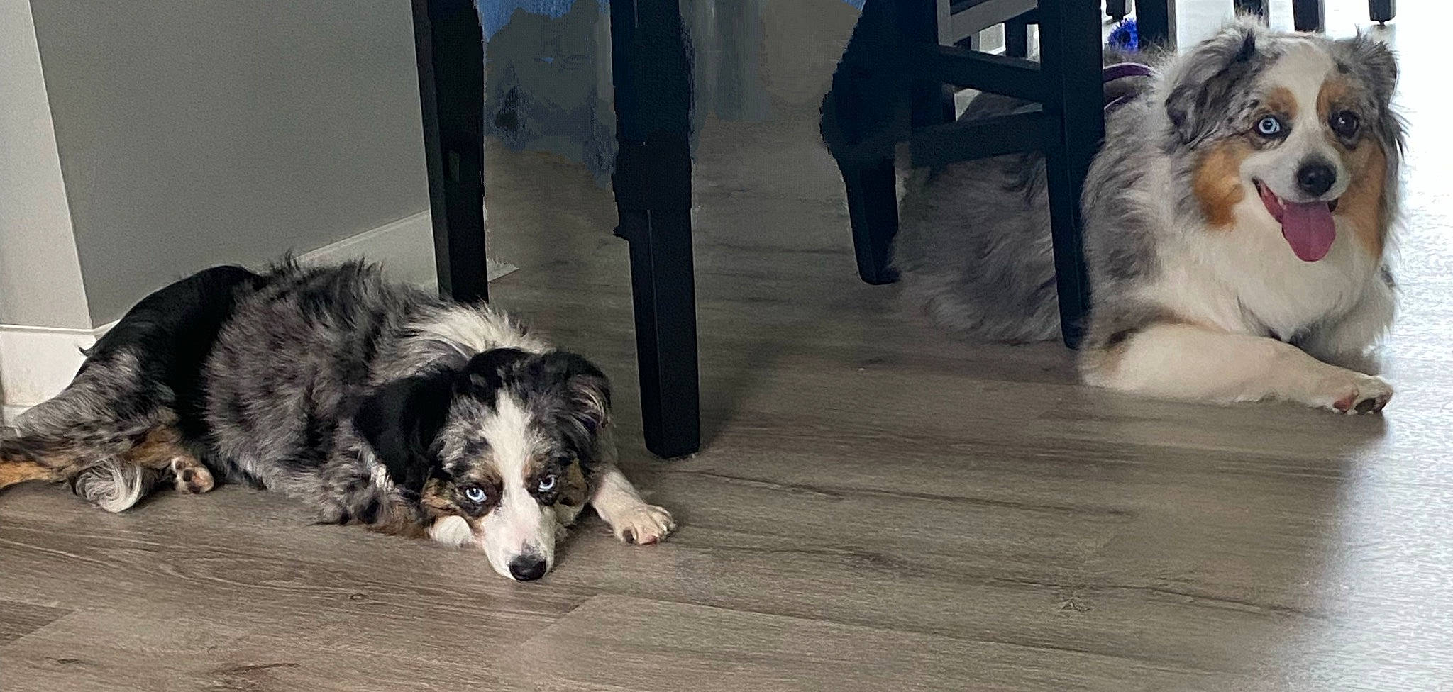 Winsloh is registered to the contest to win money with this photo: border_collie, canidae, carnivore, companion_dog, dog, dog_breed, floor, flooring, foot, fur, hardwood, herding_dog, sporting_group, tail, terrestrial_animal, toy_dog, whiskers, wood, working_animal, working_dog