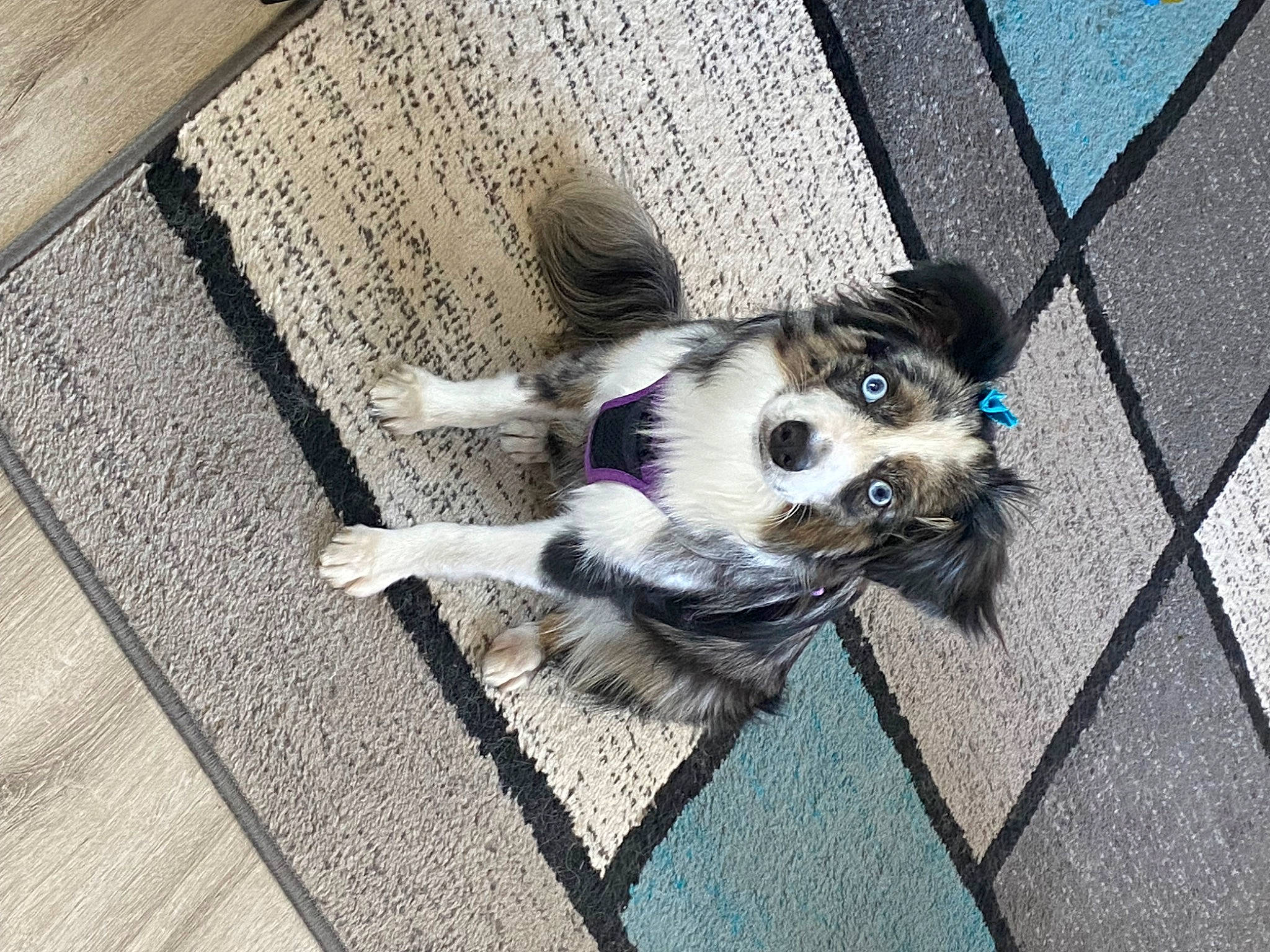 Winsloh is registered to the contest to win money with this photo: carnivore, companion_dog, dog, dog_breed, dog_supply, fawn, felidae, floor, flooring, grey, paw, pet_supply, road_surface, small_to_medium_sized_cats, snout, tail, toy_dog, whiskers, wood, working_animal