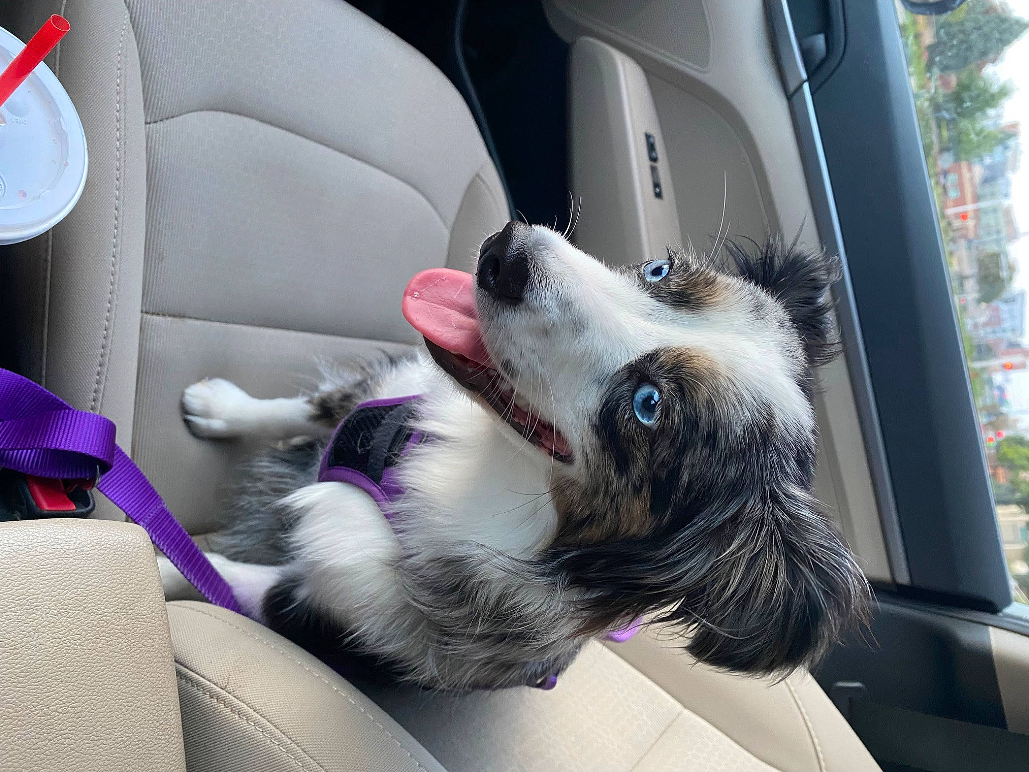 Winsloh joined the competition — help win amazing prizes! auto_part, automotive_design, car, car_seat, car_seat_cover, carnivore, comfort, companion_dog, dog, dog_breed, family_car, fur, head_restraint, luxury_vehicle, motor_vehicle, personal_luxury_car, snout, vehicle, vehicle_door, window