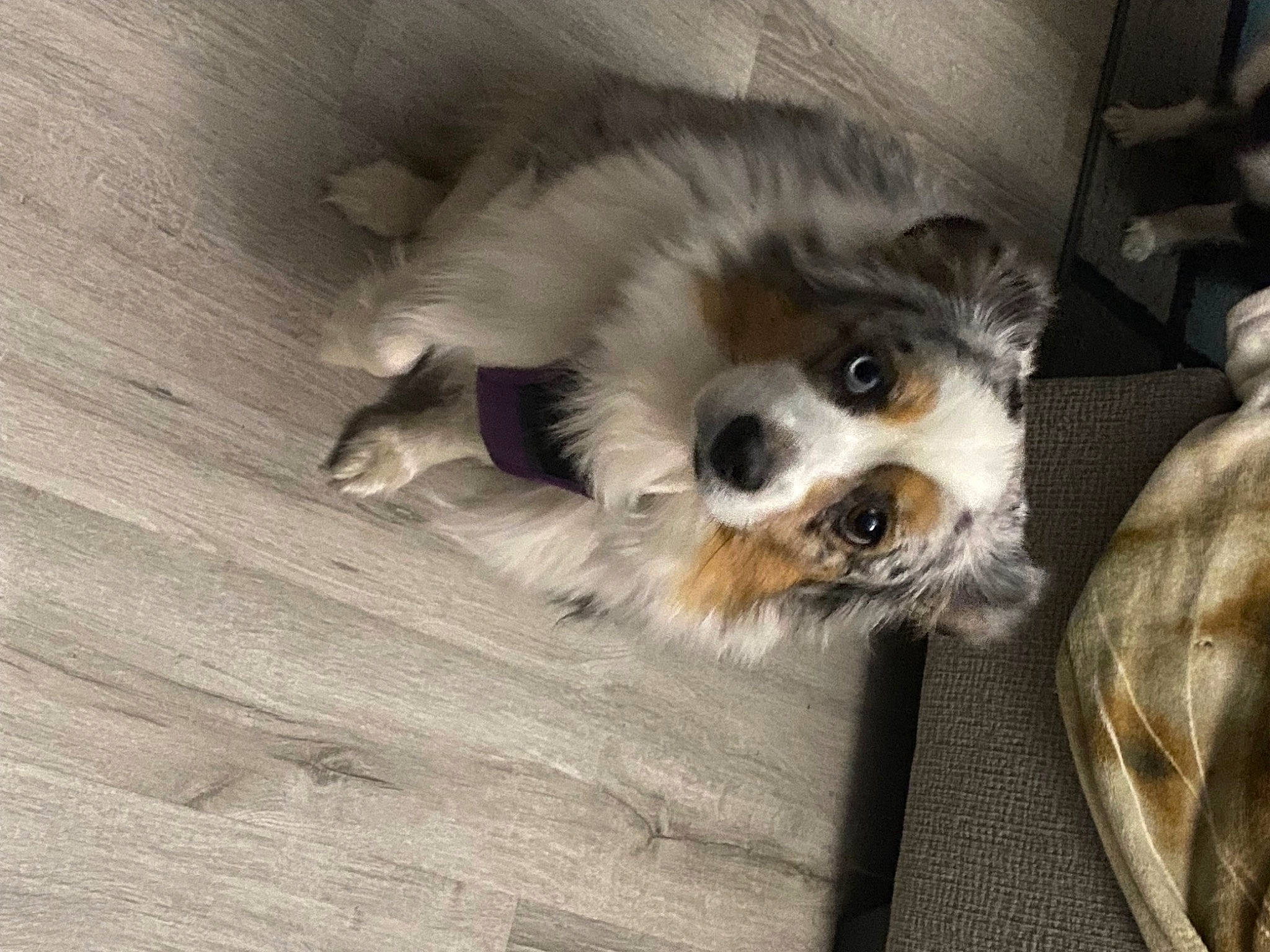 Oakley joined the competition — help win amazing prizes! canidae, carnivore, comfort, companion_dog, dog, dog_breed, dog_supply, fawn, felidae, flooring, fur, german_spitz, hardwood, paw, small_to_medium_sized_cats, snout, spaniel, toy_dog, whiskers, wood