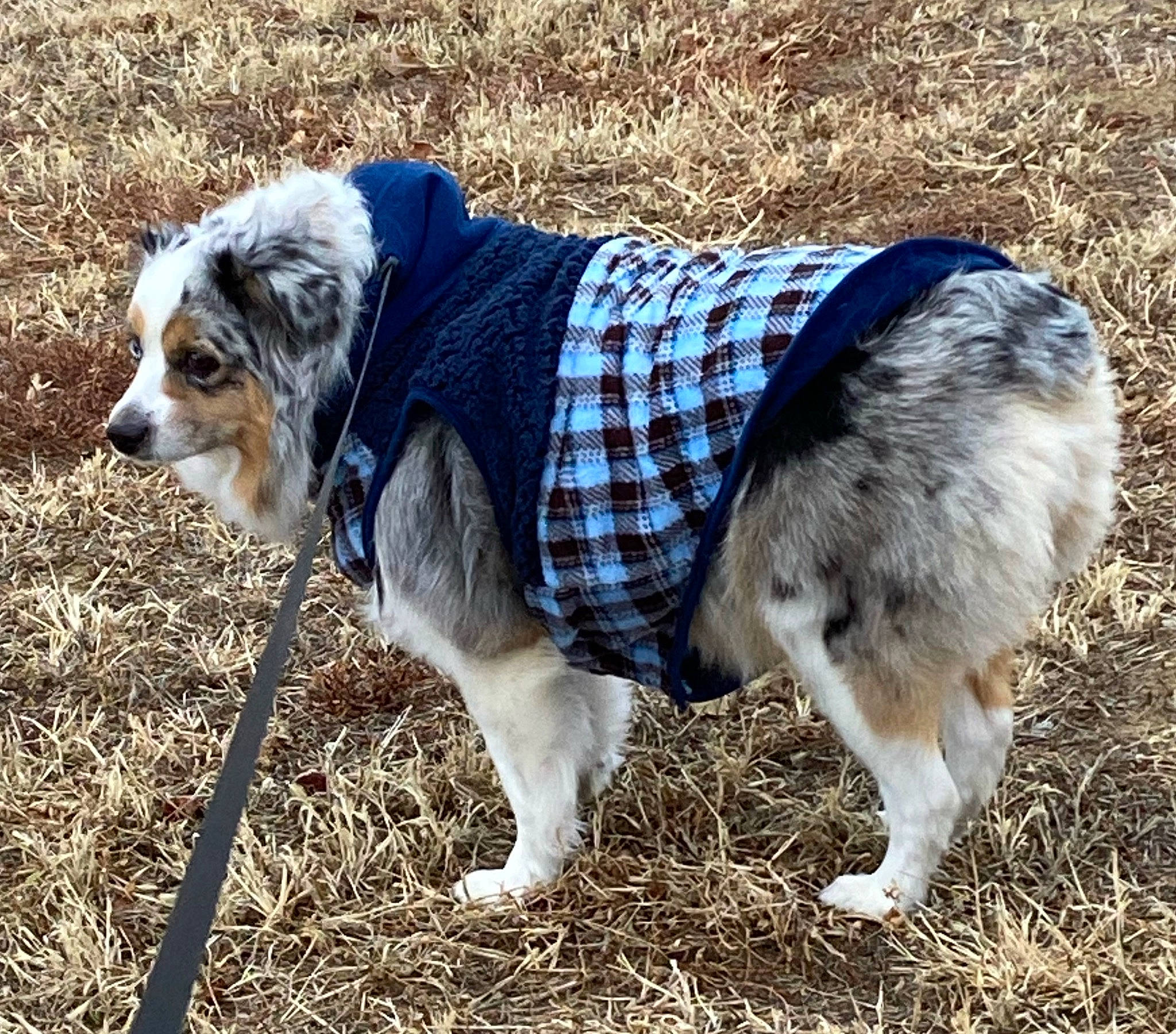 Oakley joined the competition — help win amazing prizes! canidae, carnivore, companion_dog, dog, dog_breed, dog_collar, dog_supply, electric_blue, fur, grass, herding_dog, mammal, plant, snout, soil, sporting_group, tail, terrestrial_animal, vertebrate, working_animal